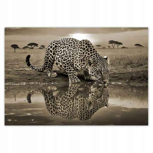 Fototapety 152x104 Gepard Tygr Zvířata Obývací Pokoj