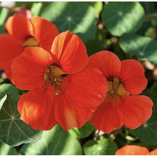 Culina Botanica Lichořeřišnice červená "Princes of India"