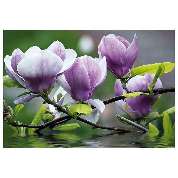 Fototapeta Magnolie odraz květin na vodě fialová 350x250 lepidlo