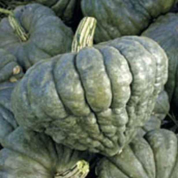 Culina Botanica Dýně Queensland Blue