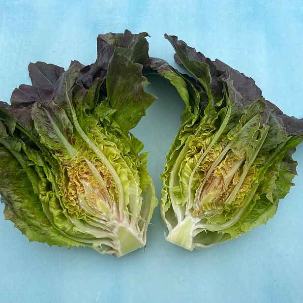 Culina Botanica Salát "Deer Tongue Blush"