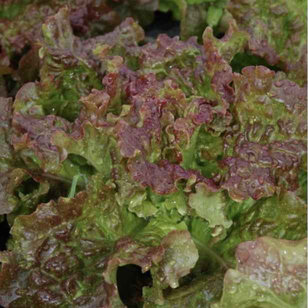 Culina Botanica Salát hlávkový "Rossa di Trento Dolomiti"