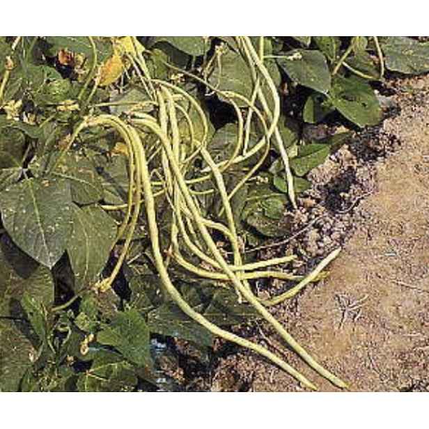 Culina Botanica Fazolky nudlové žluté "KY Bush"