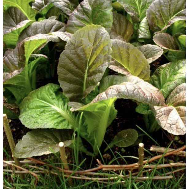 Culina Botanica Amsoi King Mustard