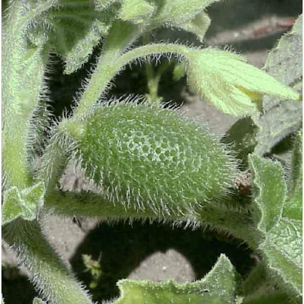 Culina Botanica Kouzelná okurka / Tykvice stříkavá