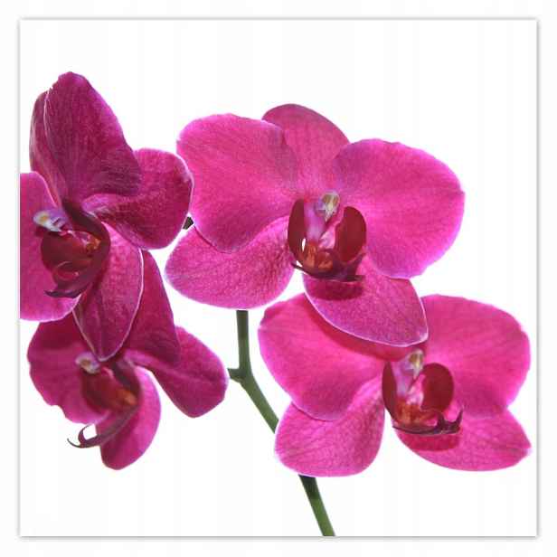Plakáty 140x140 Fialový orchidej