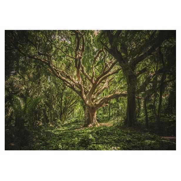 Fototapeta Les Stromy Příroda Pohled Tapeta Na Zeď Ložnice 368x254