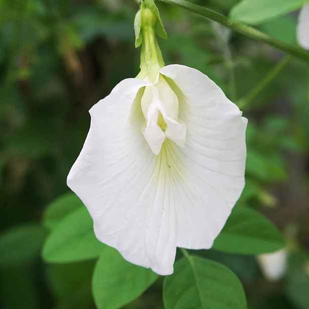 Culina Botanica Klitorie ternastská bílá
