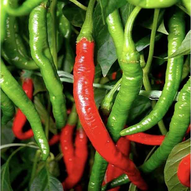 Culina Botanica Paprika Dolce di Bergamo