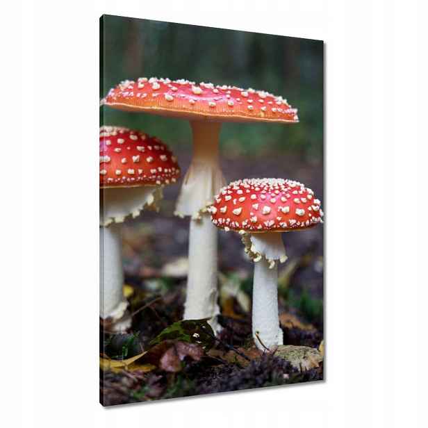 Obrazy 60x90 Makrofotografie MacroFoto