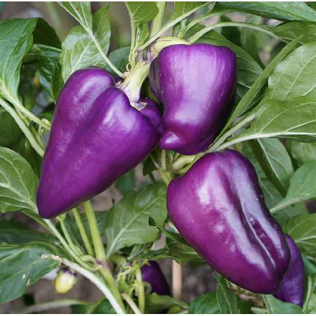 Culina Botanica Paprika ODA