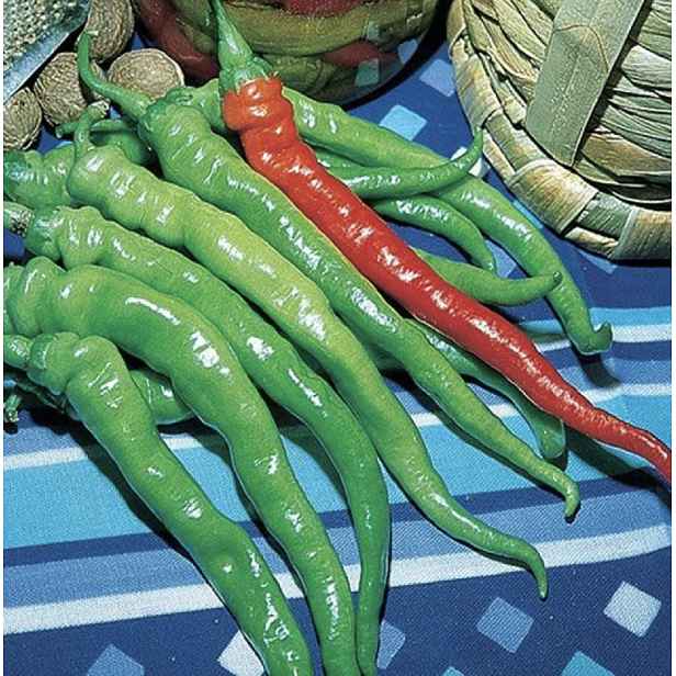 Culina Botanica Paprička dlouhá Lombardo