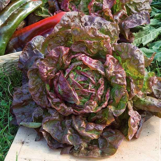 Culina Botanica Salát hlávkový Čtyři roční období BIO