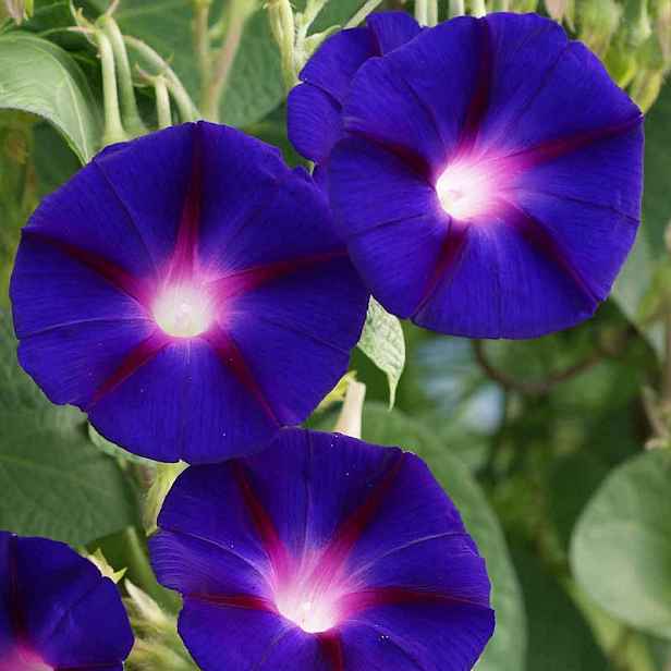 Culina Botanica Povíjnice Grandpa Otts