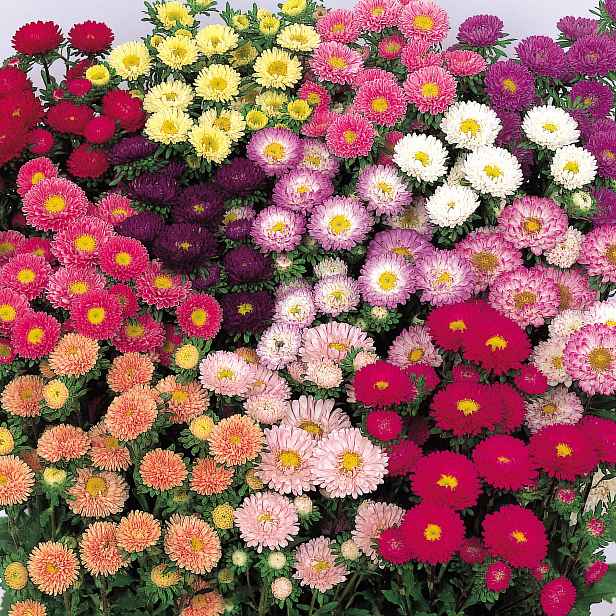 Culina Botanica Astra čínská Matsumoto směs