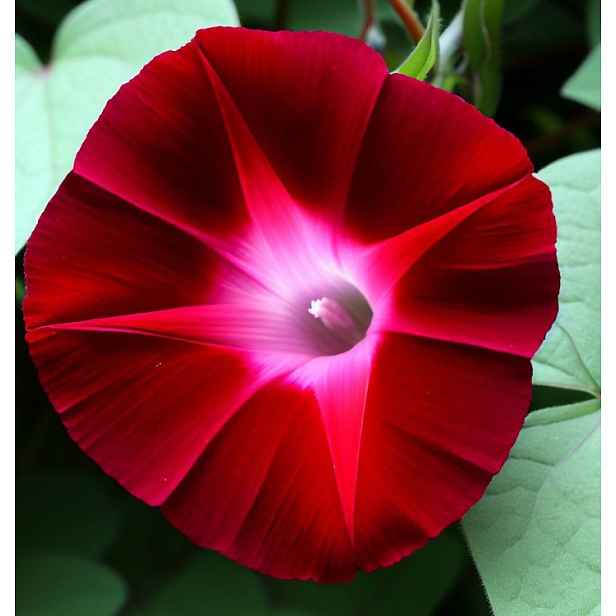 Culina Botanica Povíjnice Scarlet O'Hara