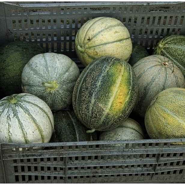 Meloun sladký ZoetZat
