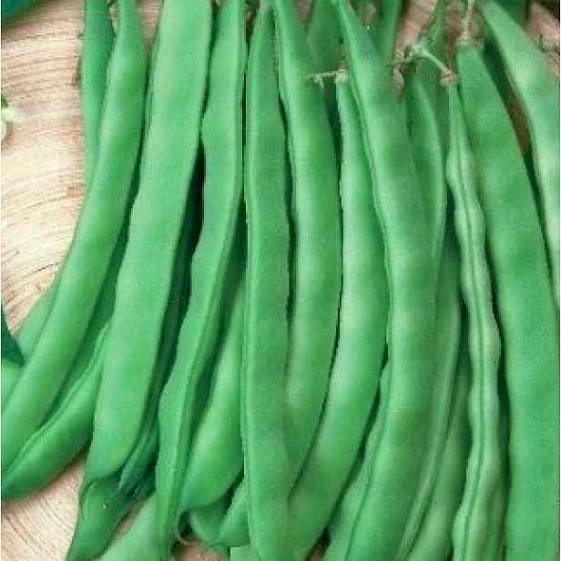 Culina Botanica Fazolky Overvloed