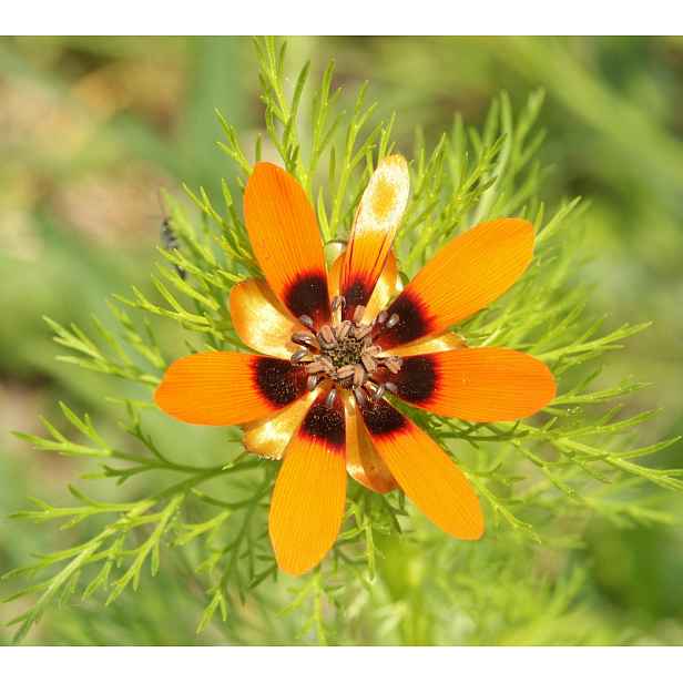 Culina Botanica Hlaváček letní