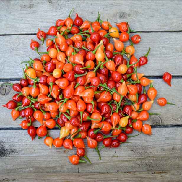 Culina Botanica Paprika Chilli Biquinho