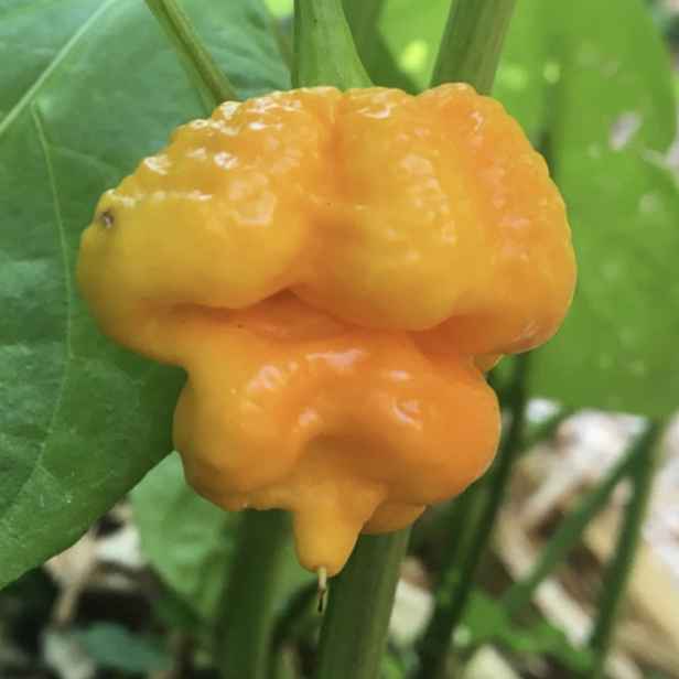 Culina Botanica Chilli Trinidad Moruga Scorpion Yellow