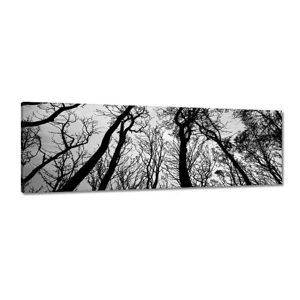 Obrazy 120x40 Les Stromy Pohled zdola