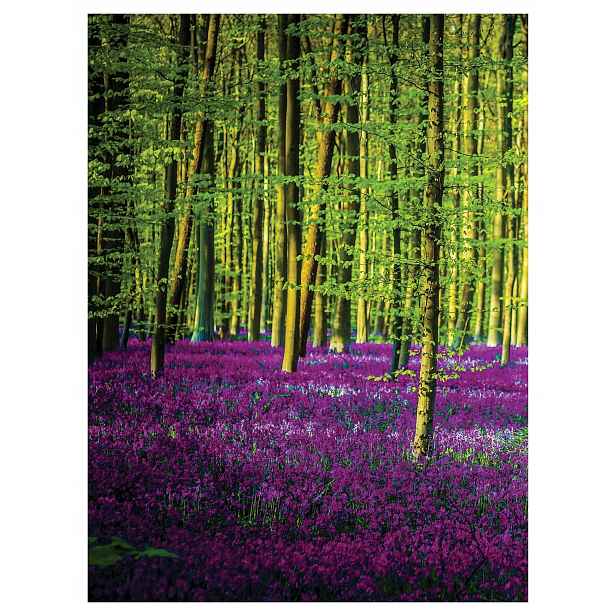 Fototapeta Fialový les Květiny Stromy Zeleň 184x254 vinylová lepidlo