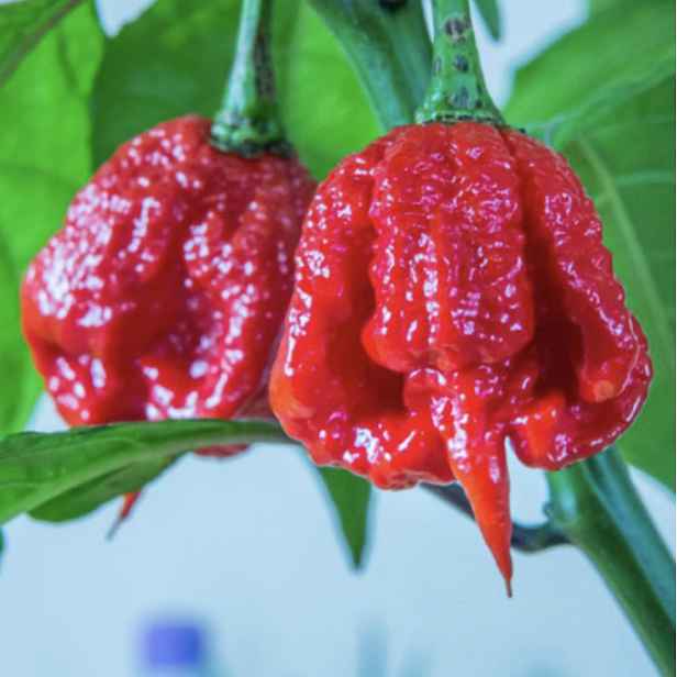 Culina Botanica Chilli Trinidad Scorpion Red