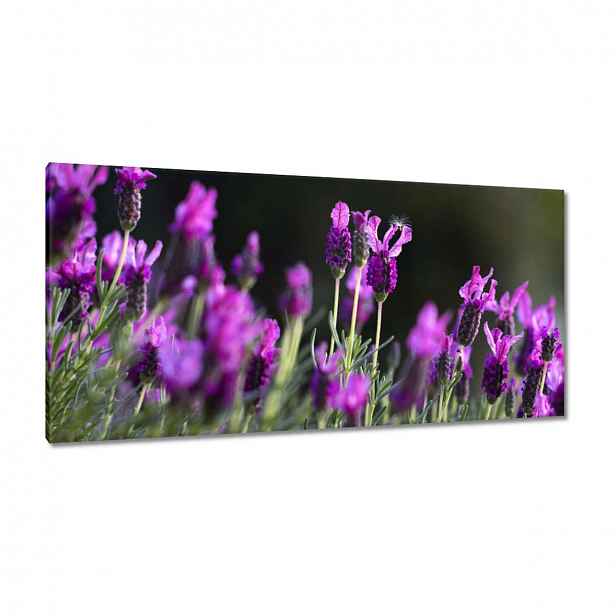 Obrazy 115x55 Fialové květy