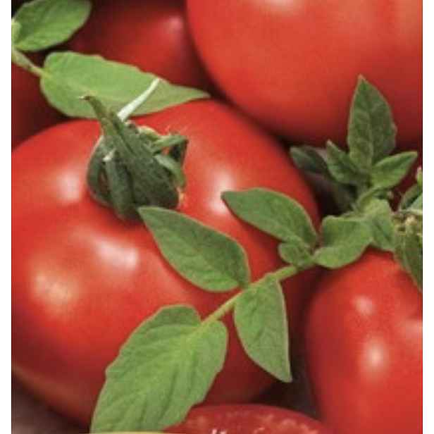Culina Botanica Rajče Uragán F1