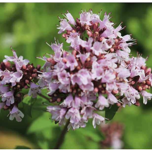 Culina Botanica Dobromysl obecná BIO