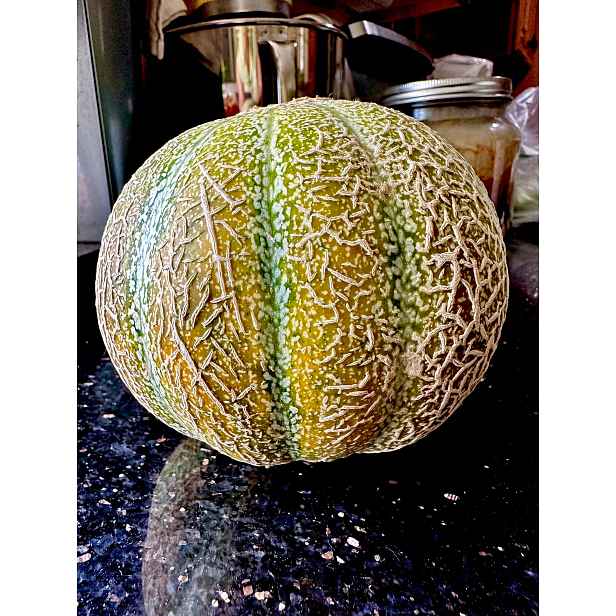 Meloun cukrový  Ananas D'Amerique A Chair Verte