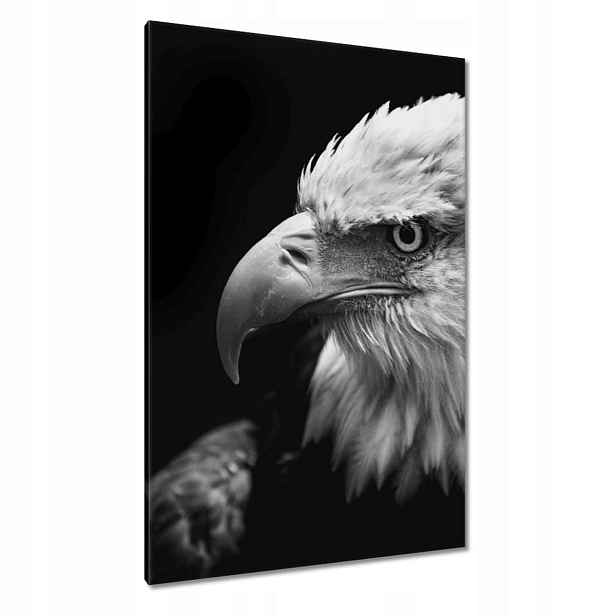 Obrazy 80x120 Modrý orel a zvíře