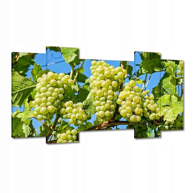 Obrazy 120x65 Zelené hroznové víno