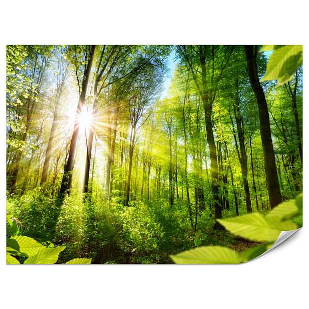 Muralo FOTOTAPETA do Obývacího Pokoje Východ Slunce Mezi Stromy Les 200x140