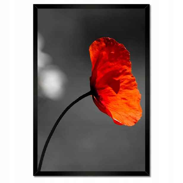 Plakáty v rámu 40x60 Rozkvetlý červený mák