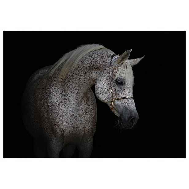 Fototapeta Arabský kůň profil černé pozadí elegance vinylová 416x254 lepidlo