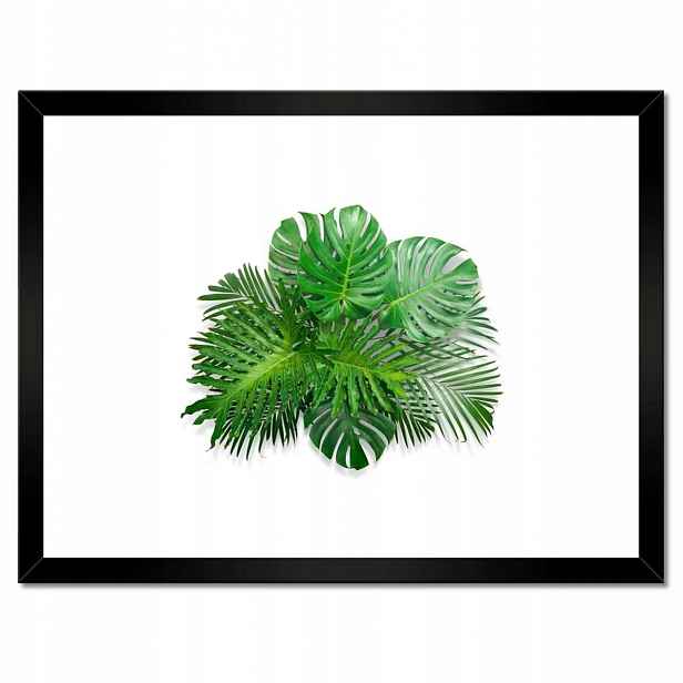 Plakáty v rámu 40x30 Monstera děravé listy