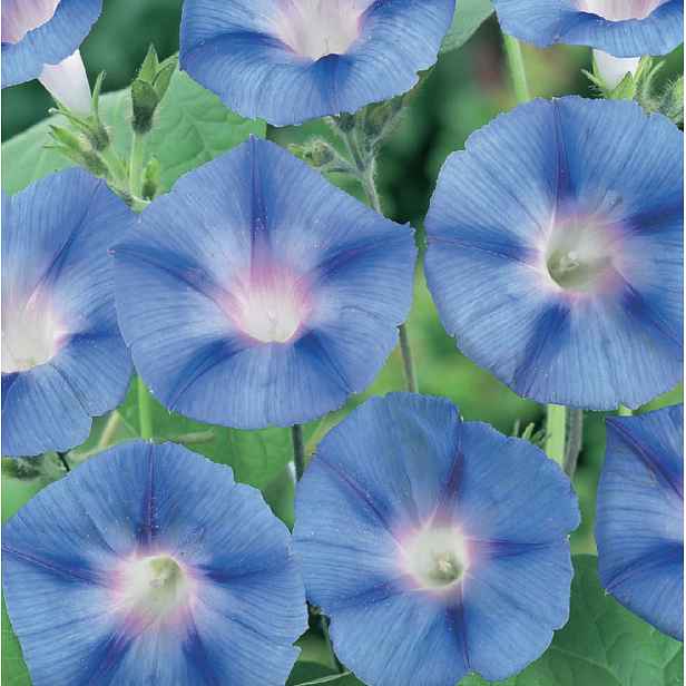 Povíjnice Blue Star
