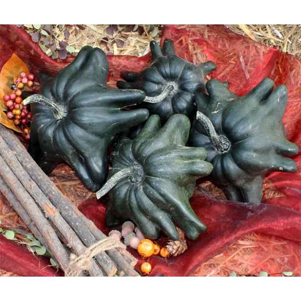 Culina Botanica Patizon jugoslávský zelený
