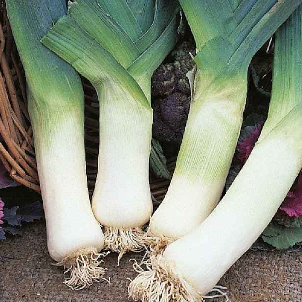 Culina Botanica Pór obrovský zimní "Winterreutzen 3"