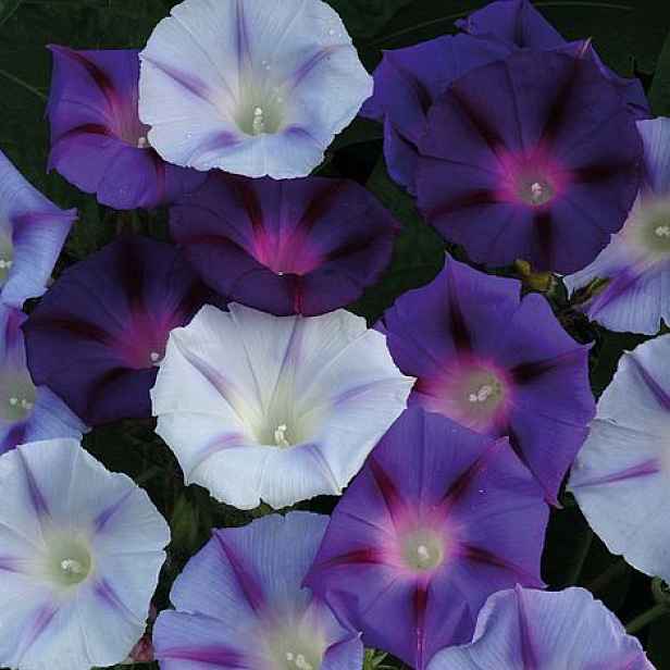 Povíjnice Hazelwood Blues