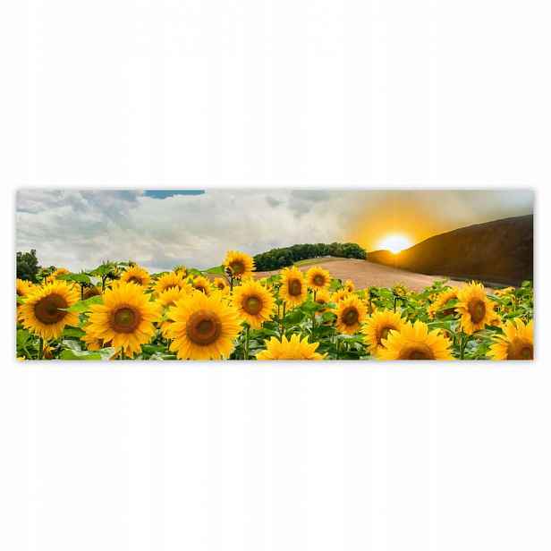 Plakáty 200x66 Krajina Slunečnice