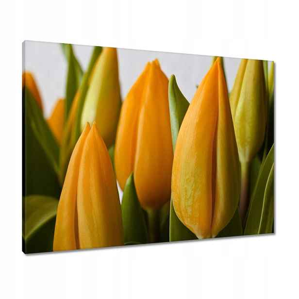 Obrazy 80x60 Žluté tulipány