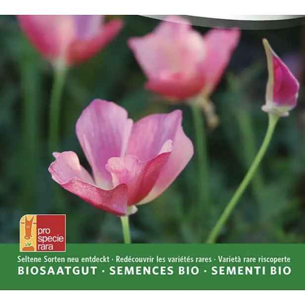 Culina Botanica Sluncovka kalifornská karmínová