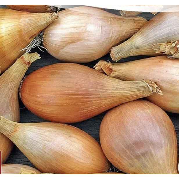 Culina Botanica Cibule Hruška