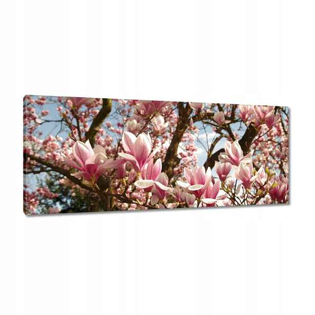 Obrazy 100x40 Magnolie Květiny Světle Modrá