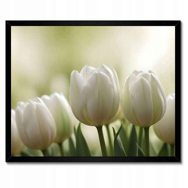 Plakáty v rámu 50x40 Bílé tulipány