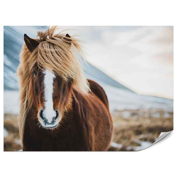 Muralo FOTOTAPETA do Ložnice Portrét Islandského Divokého Koně Louka 350x256