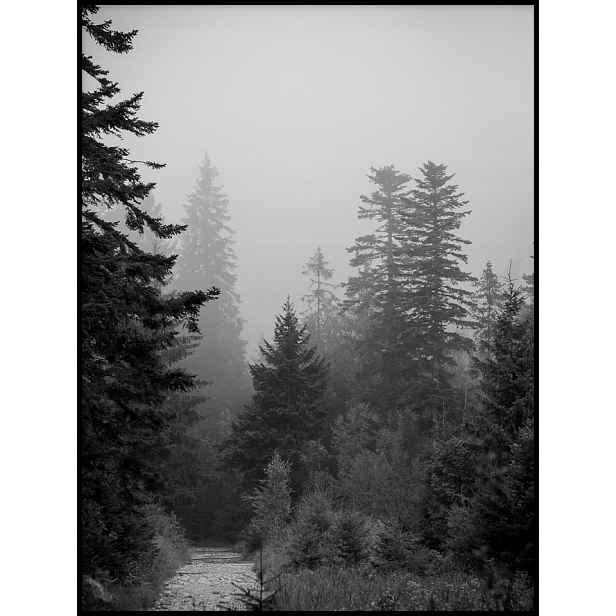 Plakát 70x100 cm stromy les mlha fotografie krajina hory černobílé